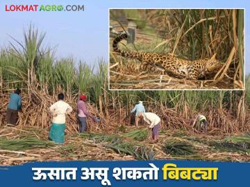 Ustod Kamgar : ऊसतोड कामगारांनो बिबट्या पासून बचावासाठी अशी घ्या काळजी - Marathi News | Ustod Kamgar : Sugarcane workers, take care to protect yourself from leopards | Latest News at Lokmat.com