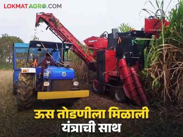 Sugarcane Harvesting Machine : शेतकऱ्यांनो ऊस तोडणीची करु नका चिंता; यंत्र आहे मदतीला - Marathi News | Sugarcane Harvesting Machine : The machine is here to help harvesting sugarcane | Latest News at Lokmat.com