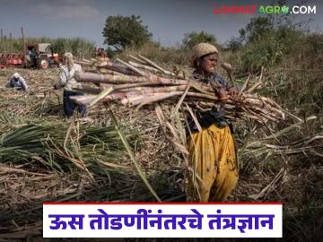 चांगला गूळ तयार होत नाही, गुळाच्या रंगावरही परिणाम होतो, ऊस तोडणीनंतरचे तंत्रज्ञान समजून घ्या! - Marathi News | Latest news Jaggery Made and sugarcane management understand the technology after sugarcane harvesting | Latest News at Lokmat.com चांगला गूळ तयार होत नाही, गुळाच्या रंगावरही परिणाम होतो, ऊस तोडणीनंतरचे तंत्रज्ञान समजून घ्या! - Marathi News | Latest news Jaggery Made and sugarcane management understand the technology after sugarcane harvesting | Latest News at Lokmat.com