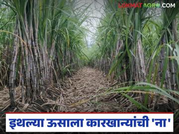 नाशिक जिल्ह्यातील 'या' भागात ऊसतोडणीला कारखान्यांनी दिला नकार, काय आहे कारण? - Marathi News | Latest News Factories refused to cut sugarcane in niphad area of Nashik district | Latest News at Lokmat.com नाशिक जिल्ह्यातील 'या' भागात ऊसतोडणीला कारखान्यांनी दिला नकार, काय आहे कारण? - Marathi News | Latest News Factories refused to cut sugarcane in niphad area of Nashik district | Latest News at Lokmat.com
