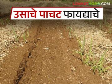 एक आड एक सरीत उसाचे पाचट ठेवले तर काय होतील फायदे; वाचा सविस्तर - Marathi News | What are the benefits of keeping sugarcane trash in field after cutting? Read in detail | Latest News at Lokmat.com