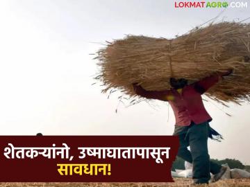 ऊन वाढलंय! उष्माघात कसा टाळावा, काय उपाय करावेत, आहार कसा घ्यावा? - Marathi News | latest news Read in detail what measures should be taken to avoid heatstroke | Latest News at Lokmat.com ऊन वाढलंय! उष्माघात कसा टाळावा, काय उपाय करावेत, आहार कसा घ्यावा? - Marathi News | latest news Read in detail what measures should be taken to avoid heatstroke | Latest News at Lokmat.com