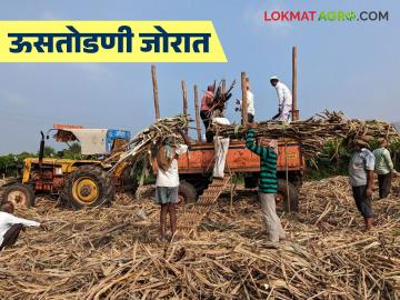 Sugarcane Crushing : ऊसतोडणीला गती: साखर कारखाने आणि गूळ युनिट्सकडून वाढली मागणी वाचा सविस्तर - Marathi News | latest news Sugarcane Crushing: Sugarcane crushing accelerates: Increased demand from sugar factories and jaggery units Read in detail | Latest farming-ideas News at Lokmat.com