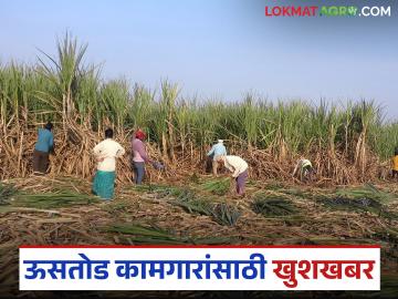 Ustod Kamagar : ऊसतोड कामगारांना मोठा दिलासा; सानुग्रह अनुदानात दुप्पट वाढ होणार वाचा सविस्तर - Marathi News | latest news Ustod Kamagar: Big relief for sugarcane workers; Sanugraha subsidy will be doubled, read in detail | Latest News at Lokmat.com