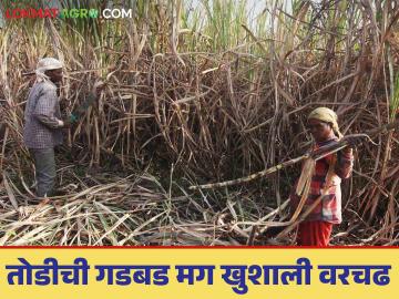 Sugarcane Harvesting : शेतकऱ्यांनो ऊस तोडीची घाई नको; होतील हे तोटे वाचा सविस्तर - Marathi News | Sugarcane Harvesting : Farmers, don't rush to harvest sugarcane; Read these disadvantages in detail | Latest News at Lokmat.com