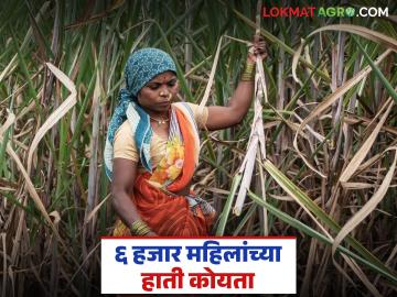 यंदा ऊस तोडीसाठी महिला मजुरांची संख्या पुरुषांबरोबरच; किती महिलांच्या हातात कोयता? - Marathi News | This year, the number of female laborers for sugarcane harvesting is equal to that of men; how many women have scythes in their hands? | Latest News at Lokmat.com