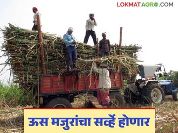 Ustod Kamgar Nondani : राज्यात १० लाख ऊस तोड कामगार नोंदणी मात्र जेमतेम लाखभर - Marathi News | Ustod Kamgar Nondani : 10 lakh sugarcane harvester workers registered in the state but only a few lakh | Latest News at Lokmat.com