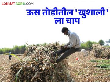 'खुशाली'च्या नावाखाली ऊस उत्पादक शेतकऱ्यांची लूट थांबविण्यासाठी या कारखान्याने काढले पत्र; पाहूया सविस्तर - Marathi News | This factory issued a letter to stop looting of sugarcane farmers in the name of 'Khushali'; Let's see in detail | Latest News at Lokmat.com
