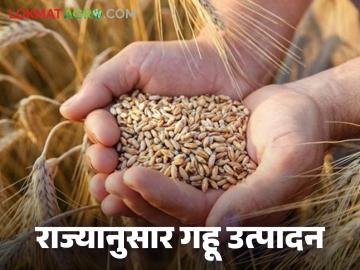 Wheat Production : गहू उत्पादनात 'या' राज्यांनी मारली बाजी, पहा राज्यनिहाय संपूर्ण यादी  - Marathi News | Latest News Wheat Production Uttar Pradesh leads in wheat production, see complete state-wise list | Latest News at Lokmat.com