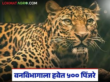 बिबट्यांच्या संरक्षणासाठी वनविभागाला हवेत नाशिक जिल्ह्यासाठी ५०० पिंजरे; १६ कोटी रुपयांचा प्रस्ताव शासनाकडे - Marathi News | Forest Department wants 500 cages for Nashik district to protect leopards; Proposal of Rs 16 crore submitted to government | Latest News at Lokmat.com बिबट्यांच्या संरक्षणासाठी वनविभागाला हवेत नाशिक जिल्ह्यासाठी ५०० पिंजरे; १६ कोटी रुपयांचा प्रस्ताव शासनाकडे - Marathi News | Forest Department wants 500 cages for Nashik district to protect leopards; Proposal of Rs 16 crore submitted to government | Latest News at Lokmat.com