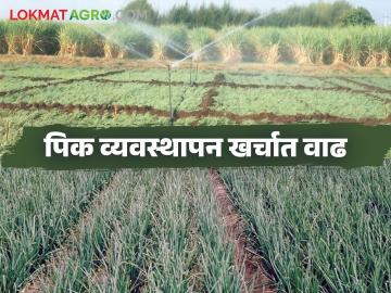 कांदा, गहू, हरभऱ्यावर मावा, करपा तर द्राक्ष पिकावर भुरी रोगाचा प्रादुर्भाव; शेतकऱ्यांचा खर्च वाढला - Marathi News | Onion, wheat, gram are affected by aphids, scab and brown rot disease in grape crops; Farmers' expenses increased | Latest News at Lokmat.com