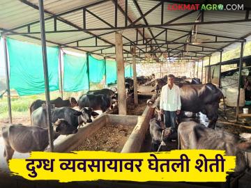 Dairy Farmer Success Story : दत्तात्रयरावांची दुग्ध व्यवसायात प्रगती; ढासळलेल्या आर्थिक परिस्थितीला दिली जोरदार भरारी - Marathi News | Dairy Farmer Success Story: Dattatray Rao's progress in the dairy business; Gave a strong boost to the deteriorating economic situation | Latest News at Lokmat.com