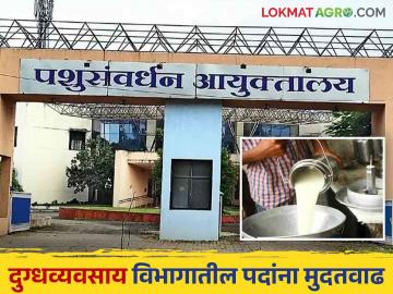 Dugdh Vikas Vibhag : दुग्धव्यवसाय विकास विभागातील ९८६ पदांना अर्धवार्षिक मुदतवाढ - Marathi News | Dugdh Vikas Vibhag : Half yearly extension of 986 posts in Dairy Development Department | Latest News at Lokmat.com