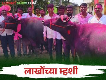 वडगावच्या बाजारात लाखोंचे पशुधन.. झाली तीन कोटींची उलाढाल - Marathi News | Lakhs worth of livestock in the market of Vadgaon There was a turnover of three crores | Latest News at Lokmat.com