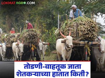 तोडणी-वाहतूक खर्च वजा जाता ऊस उत्पादक शेतकऱ्याच्या हातात यंदा किती रुपये येणार? - Marathi News | How much money will a sugarcane farmer earn this year, minus harvesting and transportation costs? | Latest News at Lokmat.com