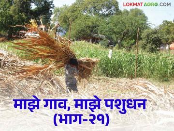पावसाळ्यात पशुखाद्यासह वैरणीची कशी घ्याल काळजी - Marathi News | How to take care of fodder vairan with animal feed during rainy season | Latest News at Lokmat.com