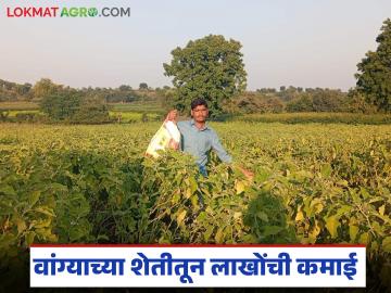 Farmer Success Story : जिद्द, नियोजन आणि मेहनत; १ एकर वांग्यातून ९ लाखांची कमाई वाचा सविस्तर - Marathi News | latest news Farmer Success Story: Perseverance, planning and hard work; Earning Rs 9 lakhs from 1 acre of brinjal Read in detail | Latest success-story News at Lokmat.com