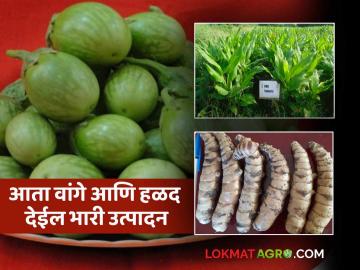 New Variety : नवे संशोधन : अकोल्याच्या कृषी विद्यापीठाच्या हळद, वांगी वाणांना राष्ट्रीय पातळीवर मान्यता - Marathi News | New Variety : New research: National level recognition of turmeric, brinjal varieties of Akola Agricultural University | Latest News at Lokmat.com