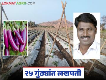 हॉटेलमध्ये मोठ्या प्रमाणात मागणी असणाऱ्या 'या' वांग्याच्या शेतीतून होणार साडेतीन लाखांची कमाई - Marathi News | This brinjal, which is in high demand in hotels, will generate an income of Rs. 3.5 lakhs | Latest News at Lokmat.com