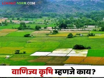 Commercial Agriculture : वाणिज्य शेती म्हणजे काय माहितीय का? जाणून घ्या सविस्तर - Marathi News | Latest News vanijya Krishi What is Commercial Farming Know in detail  | Latest News at Lokmat.com
