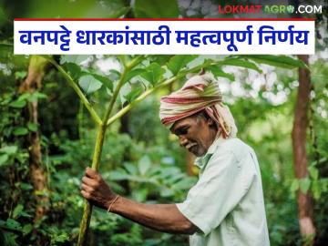 Agriculture News : 'या' जिल्ह्यातील वनपट्टे धारकांना स्वतंत्र सातबारा मिळणार, राज्यपालांचे निर्देश  - Marathi News | latest News Forest land holders in nashik district will get separate Satbara, Governor's instructions | Latest News at Lokmat.com