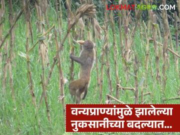 Agriculture News : वन्य प्राण्यांमुळे शेतकऱ्यांचे 40 हजार कोटींचे नुकसान; बदल्यात भरपाई मात्र 2 टक्के - Marathi News | Agriculture News Farmers suffer loss of Rs 40 thousand crore due to wild animals; Compensation is only 2 percent | Latest News at Lokmat.com Agriculture News : वन्य प्राण्यांमुळे शेतकऱ्यांचे 40 हजार कोटींचे नुकसान; बदल्यात भरपाई मात्र 2 टक्के - Marathi News | Agriculture News Farmers suffer loss of Rs 40 thousand crore due to wild animals; Compensation is only 2 percent | Latest News at Lokmat.com