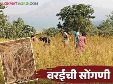 Little Millat Harvesting : आदिवासी पट्ट्यात वरई सोंगणी कशी केली जाते? जाणून घ्या सविस्तर  - Marathi News | Latest News Little Millet Harvesting How is Varai Songani done in tribal belt Know in detail  | Latest News at Lokmat.com