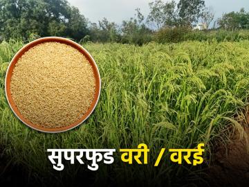 वरी/वरईची लागवड कशी केली जाते? - Marathi News | How to Cultivate Vari/Varai little millet? | Latest News at Lokmat.com