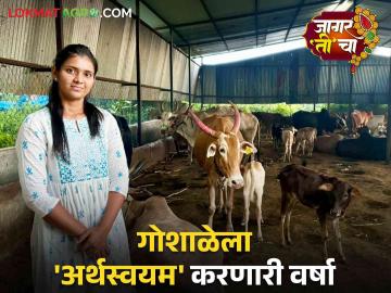 Varsha's Desi Cow Goshala : सेंद्रिय प्रकल्पातून गोशाळेला स्वयंअर्थपूर्ण करणाऱ्या वर्षाची वाचा प्रेरणादायी यशकथा - Marathi News | Varsha's Desi Cow Goshala: Read an inspiring success story of a varsha who making a Cowshala self-sustaining through an organic project | Latest News at Lokmat.com