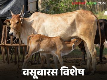 Vasubaras 2025 : दिवाळीच्या पहिल्या दिवशी वसूबारस का? आणि कशी साजरी केली जाते? वाचा सविस्तर - Marathi News | Vasubaras 2025 : Why Vasubaras on the first day of Diwali? And how is it celebrated? Read in detail | Latest News at Lokmat.com Vasubaras 2025 : दिवाळीच्या पहिल्या दिवशी वसूबारस का? आणि कशी साजरी केली जाते? वाचा सविस्तर - Marathi News | Vasubaras 2025 : Why Vasubaras on the first day of Diwali? And how is it celebrated? Read in detail | Latest News at Lokmat.com