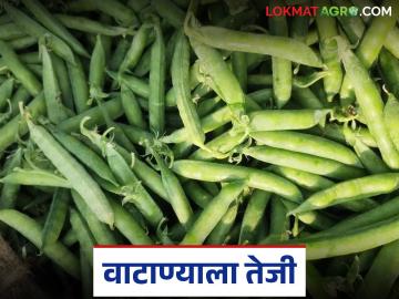 मंचर बाजार समितीत वाटाण्याला मिळाला सर्वाधिक भाव; प्रति किलो कसा मिळाला दर? - Marathi News | Green Peas got the highest price in the Manchar Bajar Samiti; How did the price per kg get determined? | Latest News at Lokmat.com