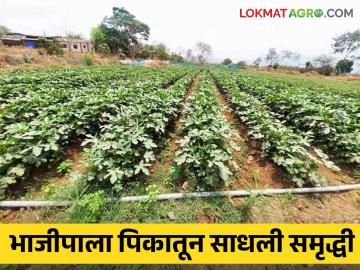Vegetable Farming : भाजीपाला पिकातून साधली समृद्धी, दोन एकर शेतीतून आठ लाखांचे उत्पन्न  - Marathi News | Latest News Agriculture News Income of eight lakhs from two acres of vegetable farming | Latest News at Lokmat.com