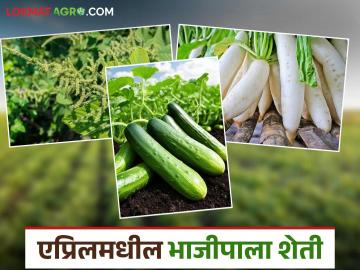 Vegetable Farming : एप्रिलमध्ये 'या' भाज्यांची लागवड करा अन् कमी दिवसांत चांगला नफा मिळवा! - Marathi News | Latest News Vegetable Farming Plant these vegetables in April and get good profits in short time | Latest News at Lokmat.com Vegetable Farming : एप्रिलमध्ये 'या' भाज्यांची लागवड करा अन् कमी दिवसांत चांगला नफा मिळवा! - Marathi News | Latest News Vegetable Farming Plant these vegetables in April and get good profits in short time | Latest News at Lokmat.com