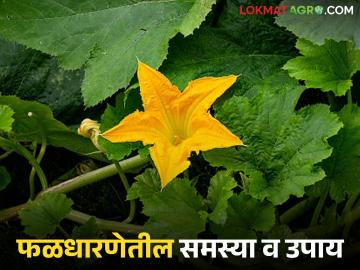 वेलवर्गीय भाजीपाला पिकांमध्ये अपेक्षित फळधारणेतील समस्या व उपाय, वाचा सविस्तर  - Marathi News | Latest News Problems and solutions in expected fruit set in vegetable crops, read in detail | Latest News at Lokmat.com