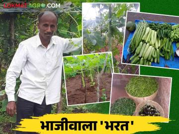Farmer Success Story : भरत व भक्ती यांचा बारमाही भाजीपाला शेतीचा यशस्वी पॅटर्न वाचा सविस्तर - Marathi News | Farmer Success Story : Successful pattern of perennial vegetable farming by farmers Bharat and Bhakti | Latest News at Lokmat.com