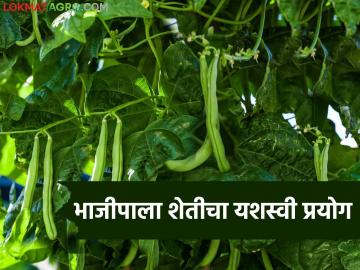 Vegetable Farming Success : पारंपरिक शेतीला रामराम; 'या' भाजीपाला पिकातून शेतकऱ्याची भरघोस कमाई - Marathi News | latest news Vegetable Farming Success: Goodbye to traditional farming; Farmers earn huge income from 'this' vegetable crop | Latest News at Lokmat.com