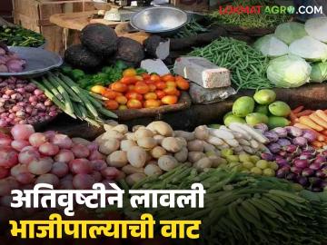 Vegetable Market : अतिवृष्टीने लावली भाजीपाल्याची वाट; शेतकऱ्यांचे हात मात्र रितेच - Marathi News | latest news Vegetable Market: Heavy rains have ruined the vegetable market; But farmers' hands are empty | Latest News at Lokmat.com