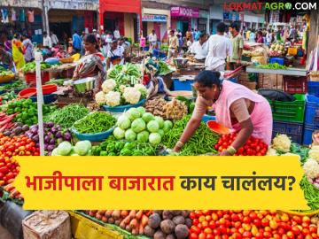 Vegetable Prices Drop : युद्धाचा परिणाम: महागाई वाढली… भाजीपाला मात्र ‘स्वस्त’ का? - Marathi News | latest news Vegetable Prices Drop: Consequences of the war: Inflation has increased… but why are vegetables ‘cheap’? | Latest market-yard News at Lokmat.com