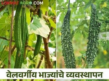 उन्हाळी वेलवर्गीय भाजीपाला पिकांत हे करा, उत्पन्नामध्ये होईल २५ ते ३० टक्के वाढ - Marathi News | Do this in summer vegetable crops, yield increases of 25 to 30 percent | Latest News at Lokmat.com उन्हाळी वेलवर्गीय भाजीपाला पिकांत हे करा, उत्पन्नामध्ये होईल २५ ते ३० टक्के वाढ - Marathi News | Do this in summer vegetable crops, yield increases of 25 to 30 percent | Latest News at Lokmat.com