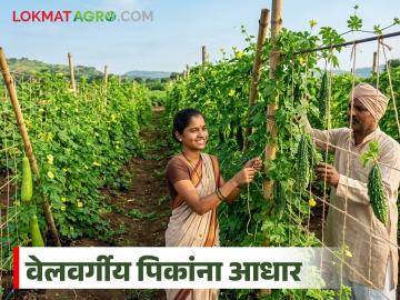 वेलवर्गीय भाजीपाला पिकांना आधार देण्यासाठी कुठली पद्धत बेस्ट, मंडप कि ताटी, वाचा सविस्तर  - Marathi News | Latest news Which method is best to support vine vegetable crops, pavilion or tray, read in detail | Latest News at Lokmat.com
