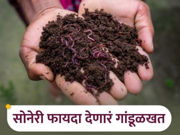 माती समृद्ध करणाऱ्या गांडूळ खताच्या निर्मितीचे तंत्र - Marathi News | Vermicompost production technique that enriches soil | Latest News at Lokmat.com माती समृद्ध करणाऱ्या गांडूळ खताच्या निर्मितीचे तंत्र - Marathi News | Vermicompost production technique that enriches soil | Latest News at Lokmat.com