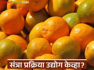 Vidarbha Orange Farmers Crisis : संत्रा प्रक्रिया प्रकल्पाची 'तारीख पे तारीख'; उद्योग केव्हा उभा राहणार? - Marathi News | latest news Vidarbha Orange Farmers Crisis: Orange processing project 'date by date'; When will the industry stand? | Latest News at Lokmat.com