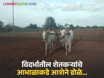 Vidarbha Weather Update : रोहिणी व मृग नक्षत्र कोरडे: विदर्भातील शेतकऱ्यांचे आभाळाकडे आशेने डोळे… वाचा सविस्तर - Marathi News | latest news Vidarbha Weather Update: Rohini and Mriga Nakshatra Korde: Farmers in Vidarbha look to the sky with hope… Read in detail | Latest News at Lokmat.com