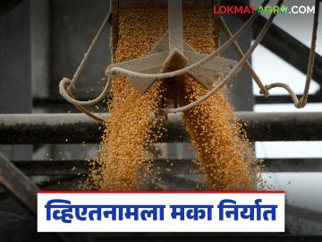 Maka Export : लासलगावहुन 15 हजार टन मका थेट व्हिएतनामला पाठवला, काय भाव मिळाला? - Marathi News | Latest News Maka Export 15 thousand tons of maize was sent directly to Vietnam from Lasalgaon, see details price | Latest market-yard News at Lokmat.com