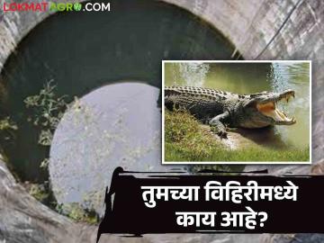 काय सांगताय : अबब ! विहिरीमध्ये भली मोठी मगर; ही काय भानगड वाचा सविस्तर  - Marathi News | What are you saying: Abba! A large crocodile in a well; Read this in detail  | Latest News at Lokmat.com