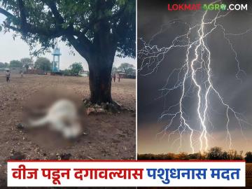 वीज कोसळून जनावर दगावल्यास शासन नियमांनुसार किती मदत मिळते? त्याचा कसा लाभ घ्यावा? - Marathi News | How much assistance is available under government rules if an livestock dies due to lightning? How can one avail of it? | Latest News at Lokmat.com वीज कोसळून जनावर दगावल्यास शासन नियमांनुसार किती मदत मिळते? त्याचा कसा लाभ घ्यावा? - Marathi News | How much assistance is available under government rules if an livestock dies due to lightning? How can one avail of it? | Latest News at Lokmat.com