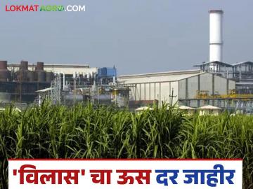 Sugar Factory : 'विलास' युनिट - १ चा किमान अंतिम ऊस दर जाहीर; शेतकऱ्यांच्या बँकेत पहिला हप्ता जमा - Marathi News | Sugar Factory: Minimum final sugarcane price of 'Vilas' Unit - 1 announced; First installment deposited in farmers' bank | Latest News at Lokmat.com