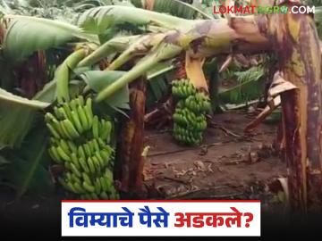 विमा भरला, पात्र ठरलो, तरीही विम्याचे पैसे मिळाले नाही, इथे करा तक्रार, झटक्यात मिळतील पैसे - Marathi News | Latest news Keli Pik Vima Eligible after paying banana crop insurance, money not received | Latest News at Lokmat.com विमा भरला, पात्र ठरलो, तरीही विम्याचे पैसे मिळाले नाही, इथे करा तक्रार, झटक्यात मिळतील पैसे - Marathi News | Latest news Keli Pik Vima Eligible after paying banana crop insurance, money not received | Latest News at Lokmat.com