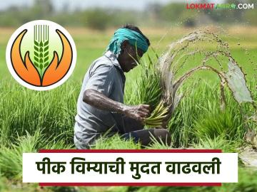 Pik Vima Yojana : पीक विमा योजनेची मुदत वाढवली, आता 'या' तारखेपर्यंत करता येईल अर्ज  - Marathi News | Latest news Pik Vima Yojana Crop Insurance Scheme Deadline Extended to August 14 2025 | Latest News at Lokmat.com