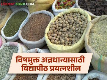 Organic Farming : सेंद्रीय उत्पादनासाठी कृषी विद्यापीठाचा पुढाकार; भरड धान्याचा समावेश - Marathi News | Organic Farming : University of Agriculture initiative for organic production; Including coarse grains | Latest News at Lokmat.com